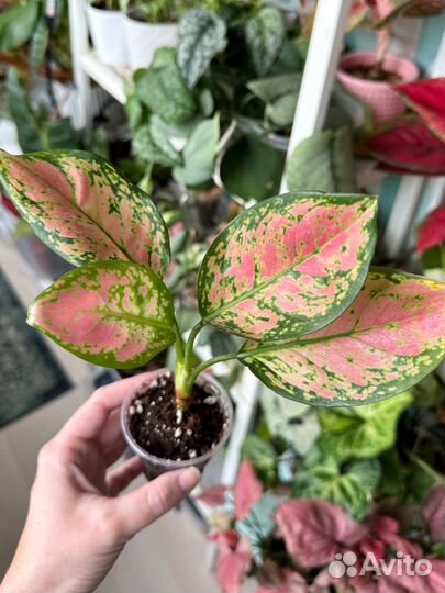 Аглаонема lam sam