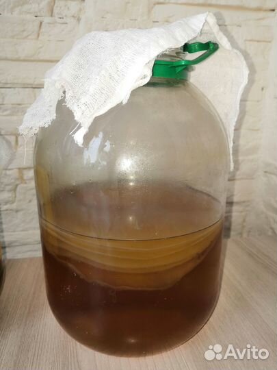 Чайный Гриб Комбуча омолаживающий, оздоравливающий