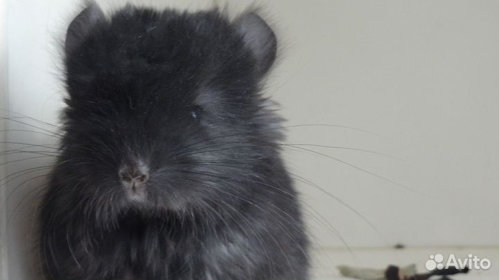 Шиншиллы Ангоры