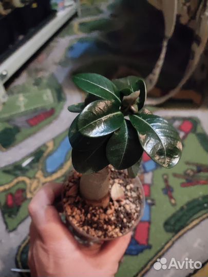 Адениум mini