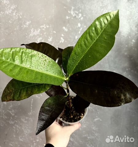 Кротон миссис айстон купить в Самаре | Товары для дома и дачи | Авито