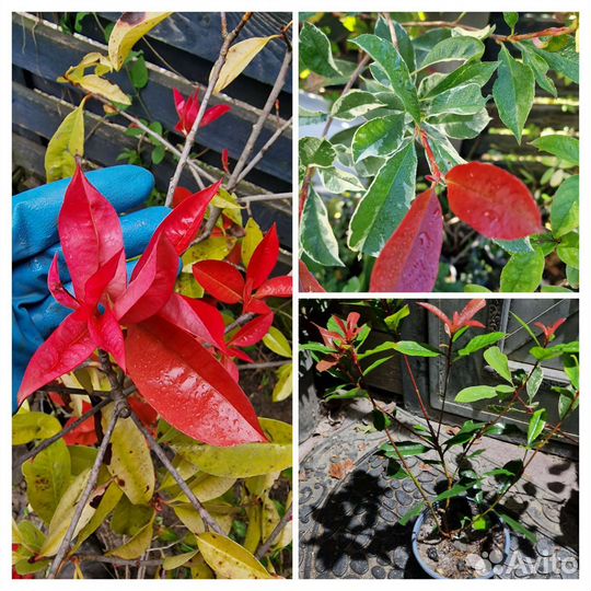 Фотиния 4 сорта