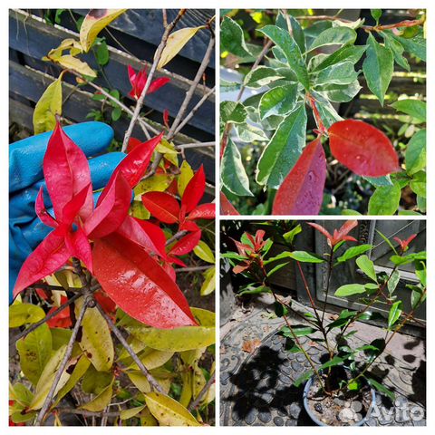 Фотиния 4 сорта