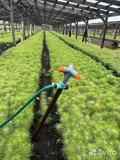 Сосна с окс сеянцы саженцы лесовосстановления