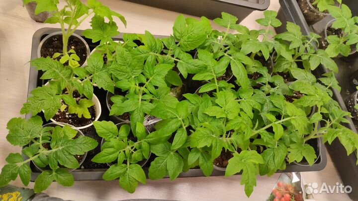 Рассада черри помидор крепкая, закаленная