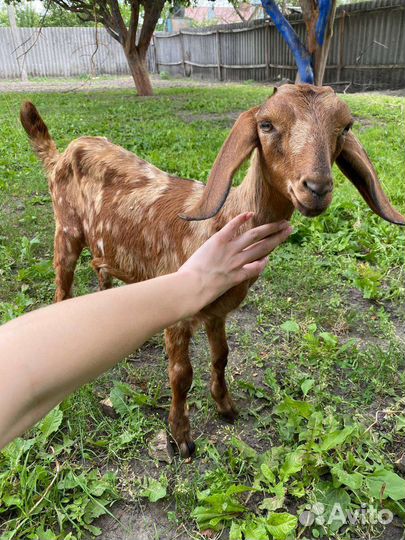 Нубийские козочки/козлики