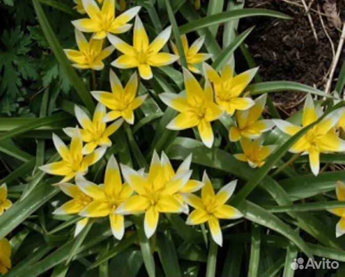 Луковицы тюльпанов