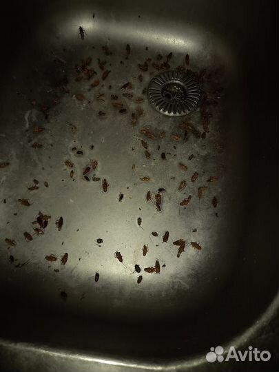 Уничтожение тараканов, клопов, муравьев, блох, ос