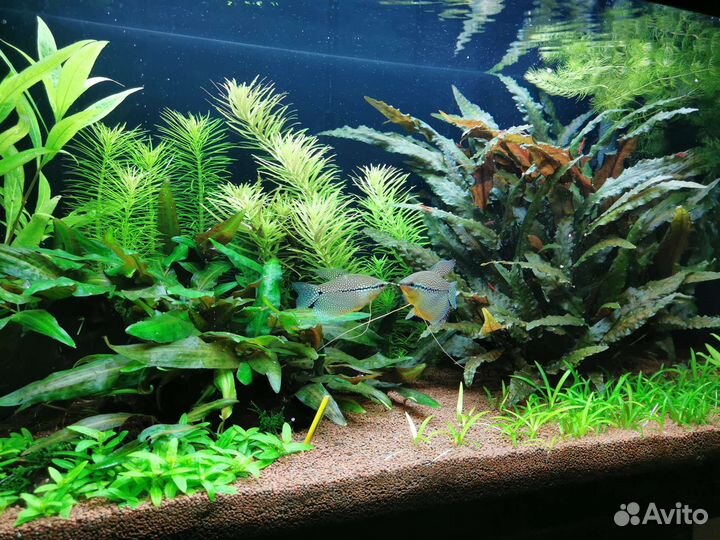 Растения для аквариума