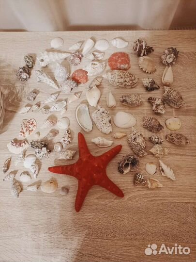 Морские ракушки раковины