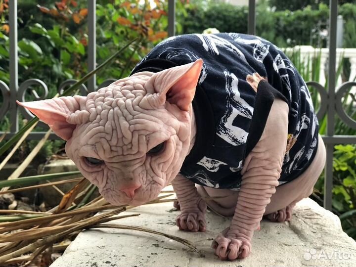 Мальчик канадский сфинкс