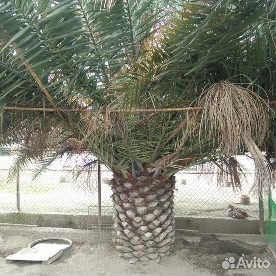 Пальма финиковая