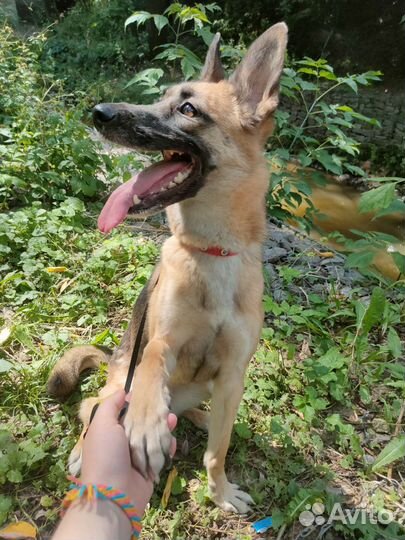 Выгул собак/Догситтер