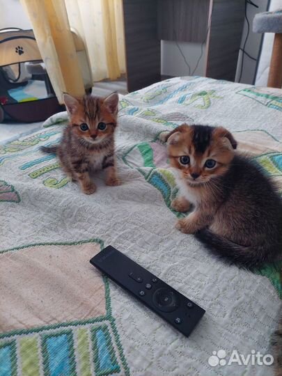 Продаются красивые вислоухие котята