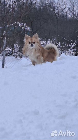 Вязка чихуа хуа