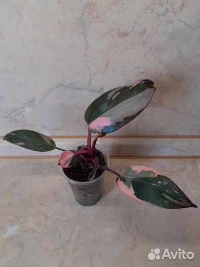 Филодендрон Розовая принцесса