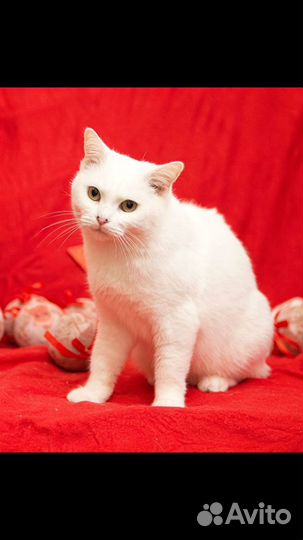 Ищет дом кошечка Ника