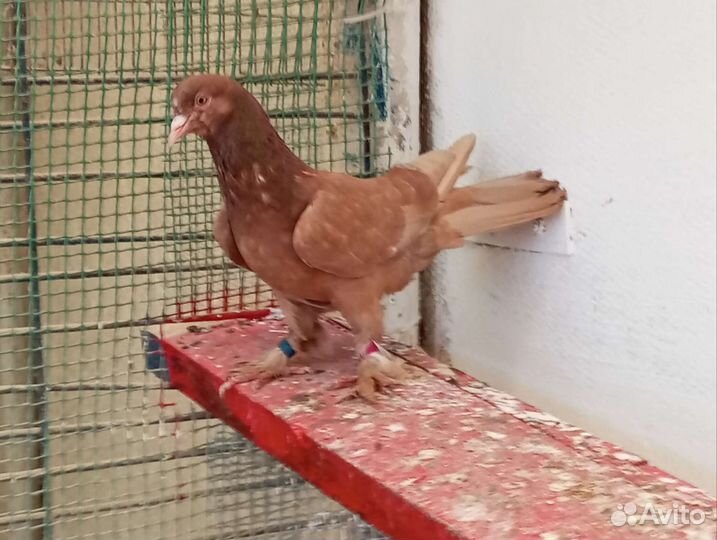 Бакинские широкохвостые бойные голуби