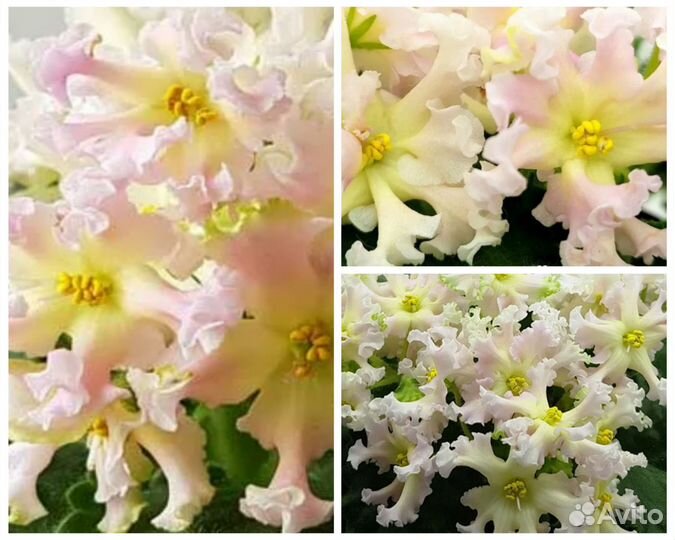 Фиалка солнышко