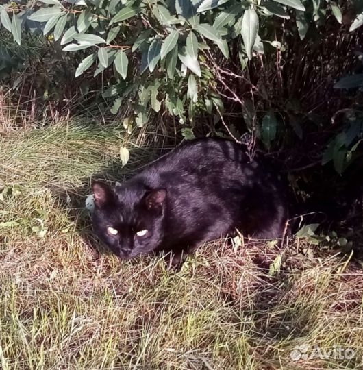 Котик ищет дом