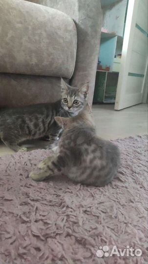 Котята