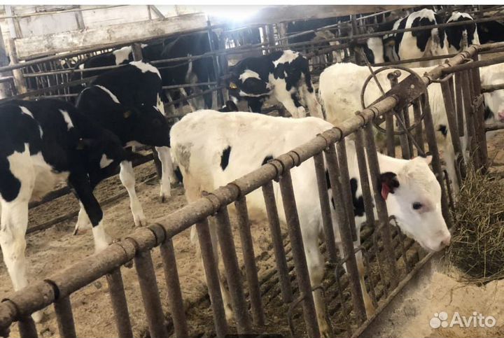 Молодняк крс