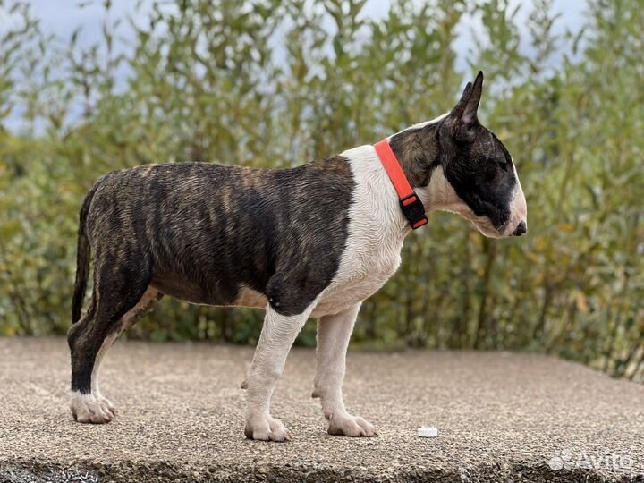 Стандартный бультерьер