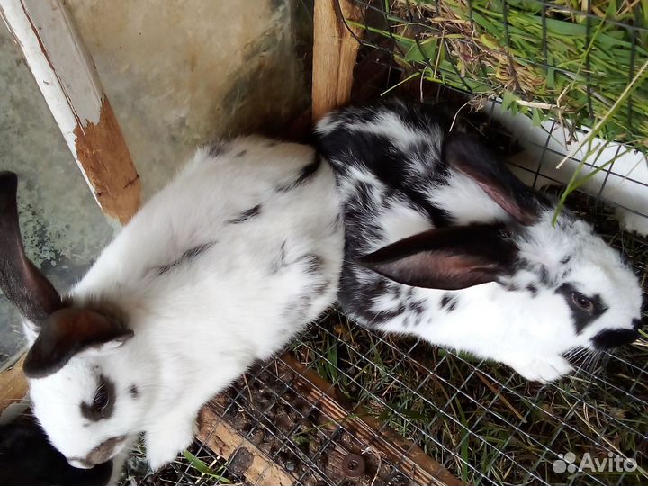 Кролики мясных пород