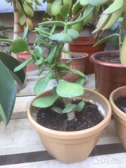 Толстянка, Денежное дерево)