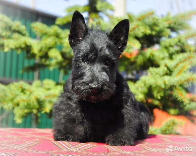 Щенки скотч терьера