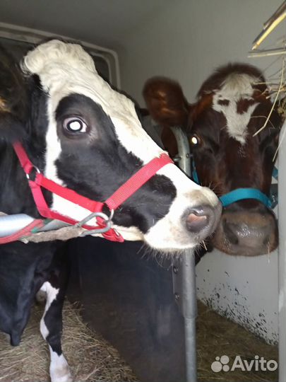 Молоко коровье