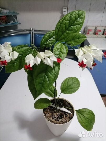 Клеродендрум