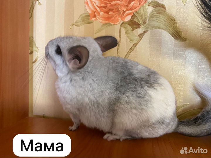 Шиншилла грызуны