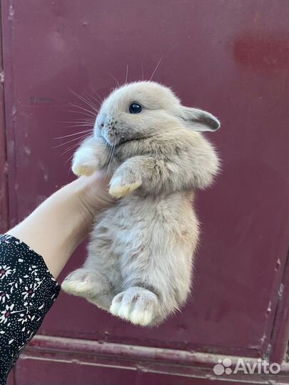 Карликовый кролик