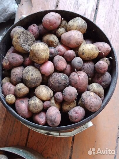 Продам картофель на корм скоту