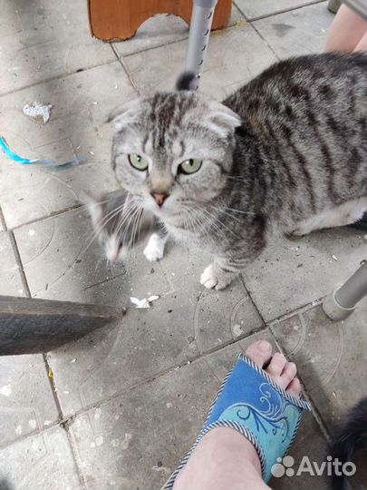 Кошки вислоухие