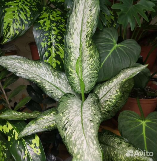 Диффенбахия удомсаб