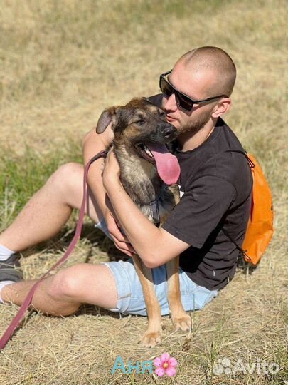 Собака Берта в добрые руки