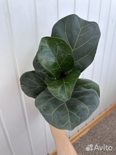 Фикус лирата бамбино