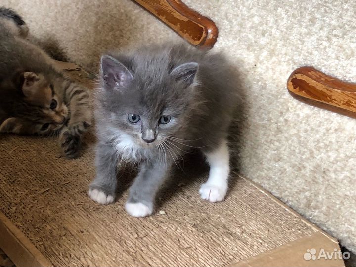 Котята
