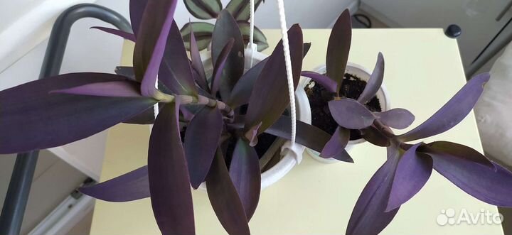 Традесканция Паллида, Пурпурное сердце