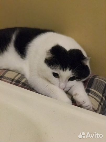 Кастрированный котик Милош