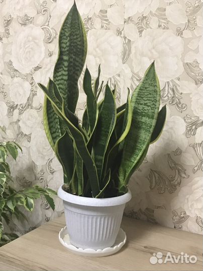 Сансевиерия