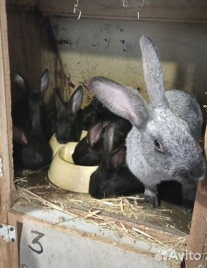 Кролики мясной породы