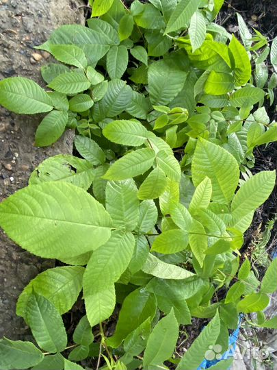 Маньчжурский орех саженцы