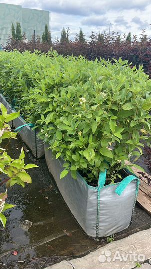 Декоративные растения для сада