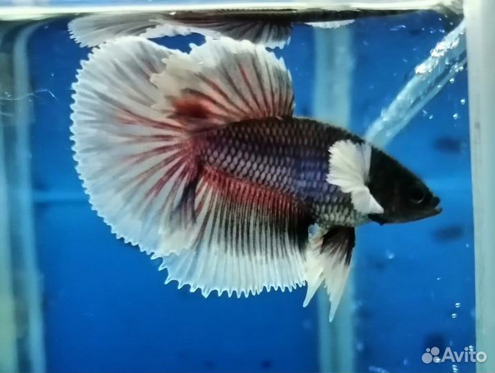 Петухи дамбо Халф Мун