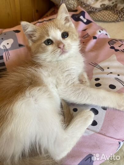 Кошечка в добрые руки