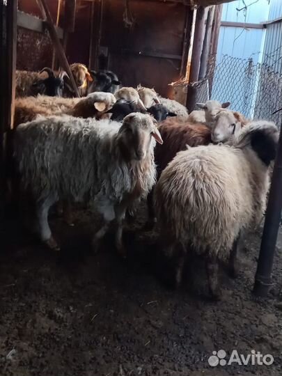 Продажа животных