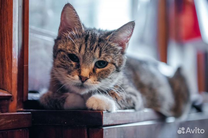 Котик в добрые руки